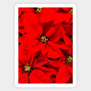 Christmas Poinsettia Sticker